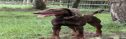Dobermann dogs for sale:  Beautiful Doberman boy - Kc registered  - Advert 3