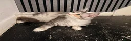 Maine Coon cats for sale: 🐾 Beautiful Maine Coon Girl – Rosie 🐾 - Advert 4