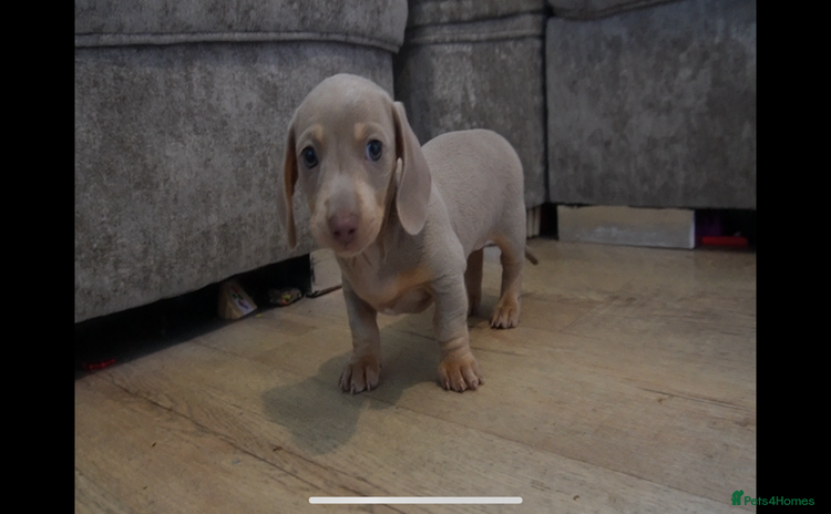 Miniature Dachshund dogs - Advert 3