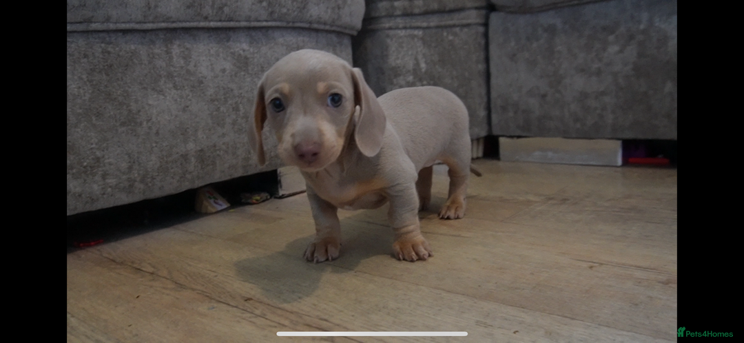 Miniature Dachshund dogs for sale: 🐾 Mini Dachshund Pups – Ready Aug 13 ✨ - Image 1