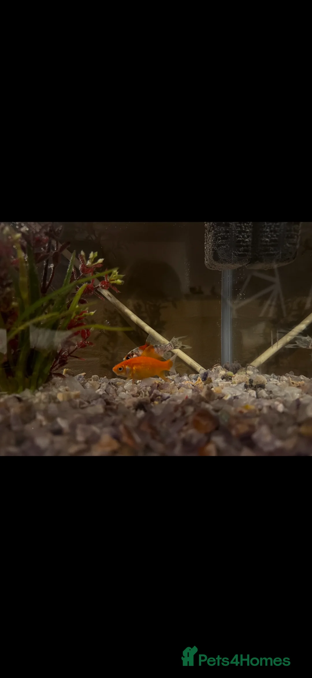 Goldfish fish for sale: Goldfish and tank in Manchester - Advert 3