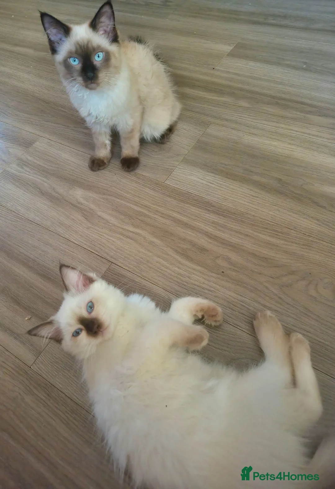 Ragdoll cats for sale: 2 beautiful fluffy ragdoll kittens - Advert 2