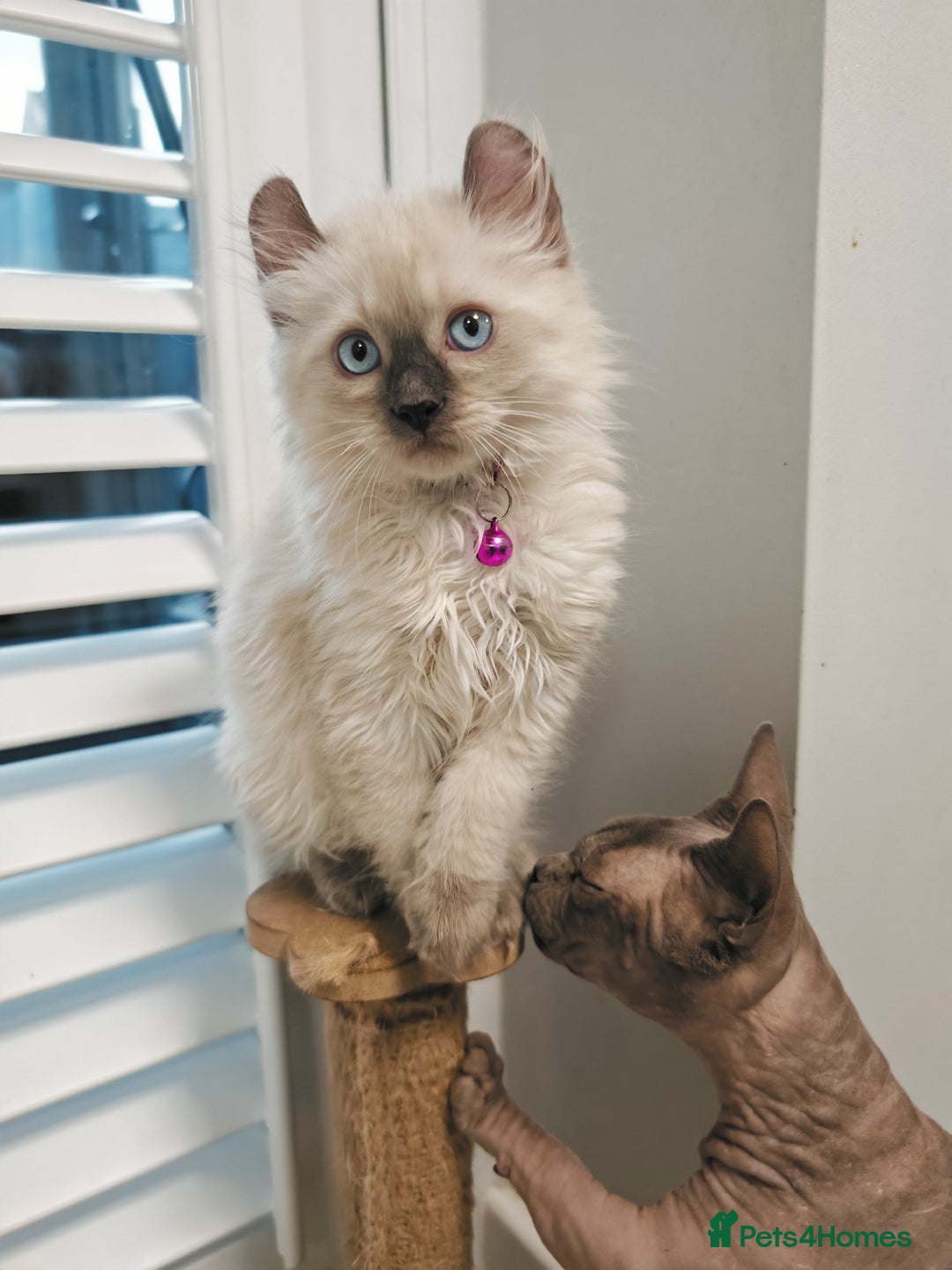 American Curl cats for sale: RARE, Unique, Affectionate American Curl Kittens!  - Advert 5