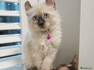 American Curl cats RARE, Unique, Affectionate American Curl Kittens! - Advert 6