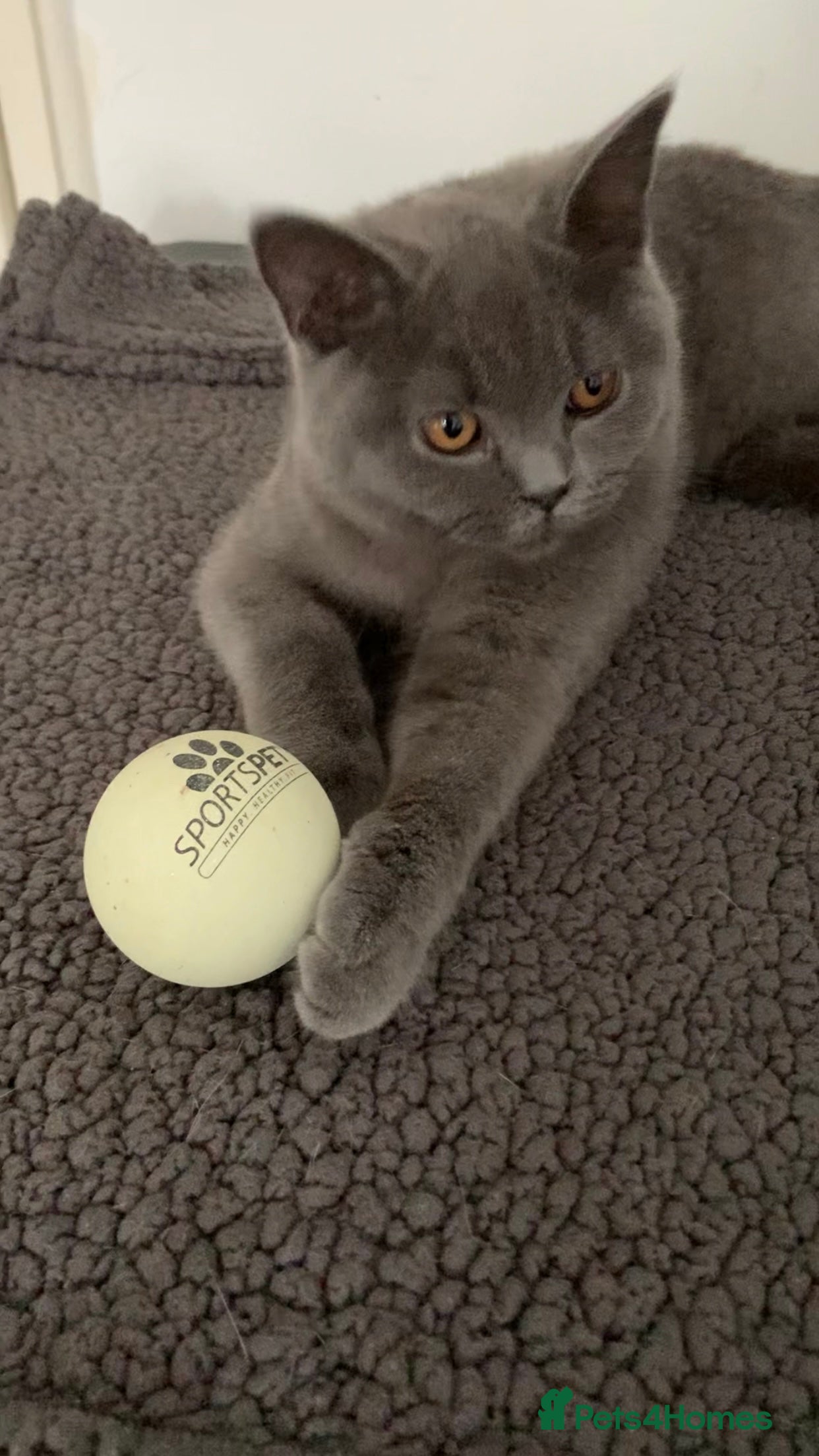 British Shorthair cats British Shorthair Blue Kittens 💛 Raised with Love - Advert 15