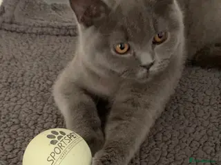 British Shorthair cats British Shorthair Blue Kittens 💛 Raised with Love - Advert 15