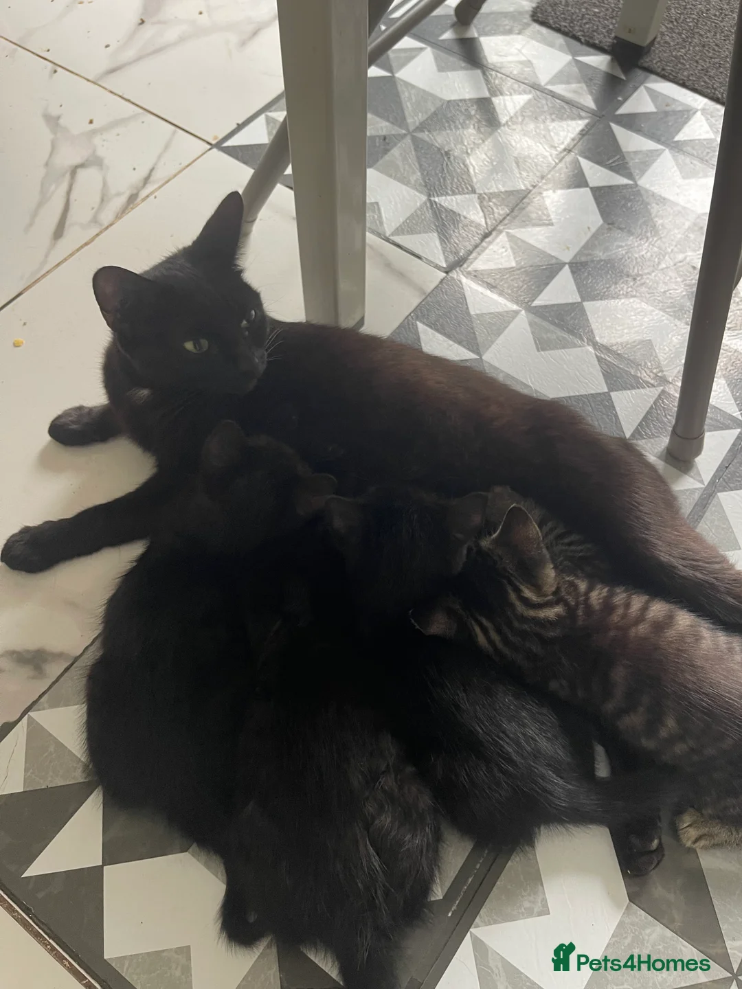 British Shorthair cats for sale: 34 castelbeac driv S2 1NN in Sheffield - Advert 2
