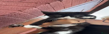Domestic Shorthair 3