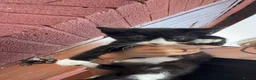 Domestic Shorthair cats for sale: Kittens in Worcester - Advert 1