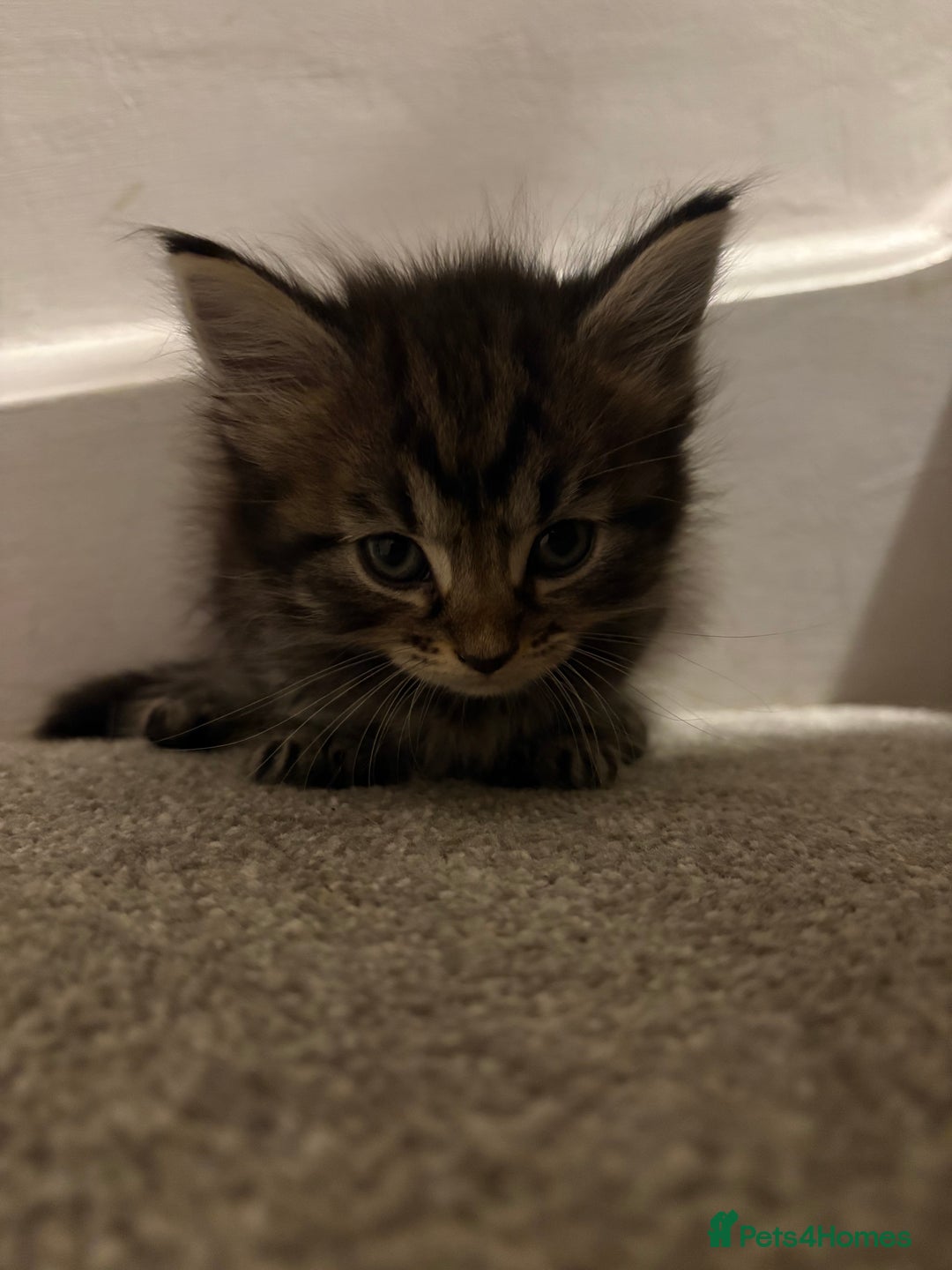 British Longhair cats for sale: 3 British Longhair x Maine Coon Kittens  Ready Now - Advert 8