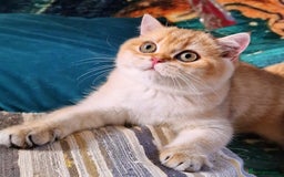 British Shorthair cats for sale: NY12 GOLDEN BSH BOY READY TO GO! - Image 2