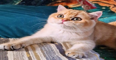 British Shorthair cats - Advert 16
