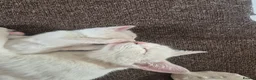 Mixed Breed cats for sale: 5 little kittens - Advert 6