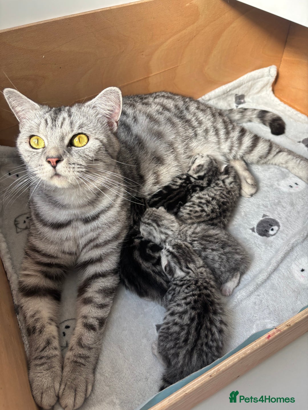 British Shorthair cats for sale: Black silver spotted British shorthair - Image 8