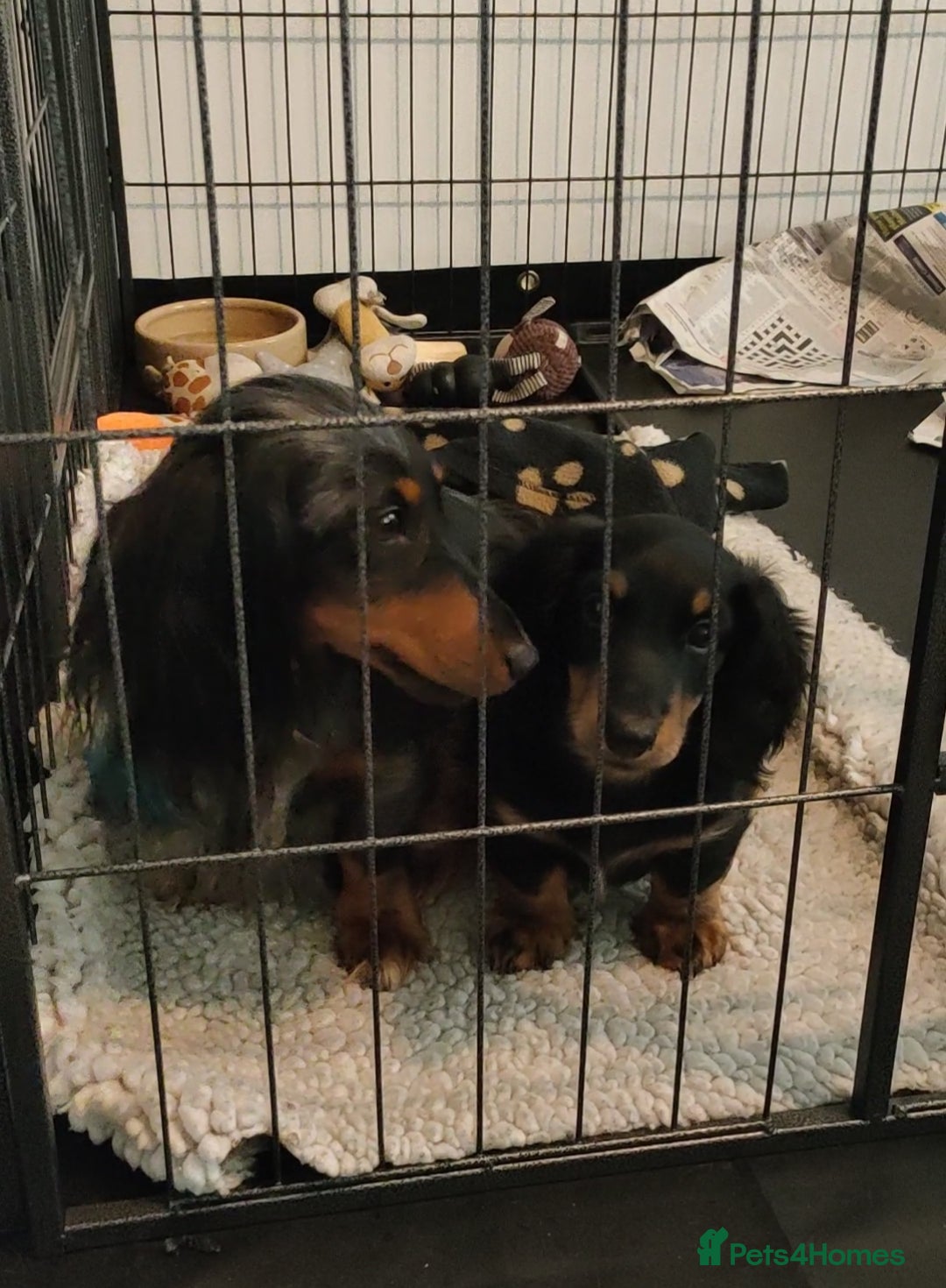 Miniature Dachshund dogs for sale: Handsome quality long haired male available  - Image 12