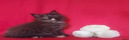 Maine Coon cats for sale: GCCF REGISTERED MAINE COON KITTENS FOR SALE  - Advert 12