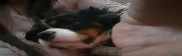 Cavalier King Charles Spaniel dogs for sale: Cavaliar king charles spaniel - Advert 4