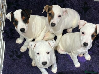 Jack Russell dogs Jack Russell pups - Advert 6