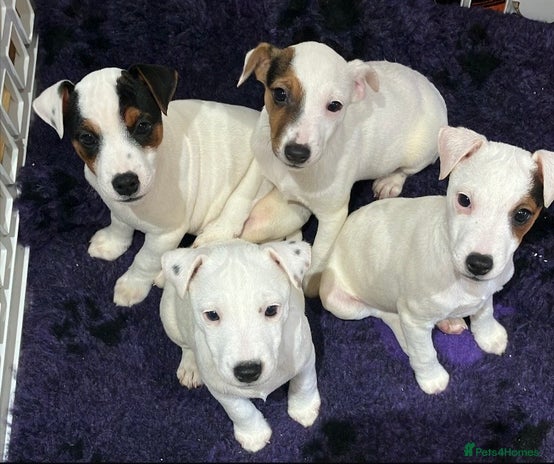 Jack Russell dogs Jack Russell pups - Advert 6