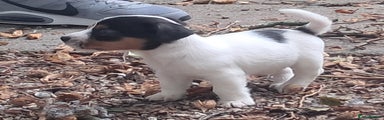 Jack Russell Puppy 6