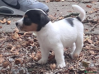 Jack Russell dogs KC Jack Russell pups, DNA Clear- LOA, SCA, PLL - Advert 2