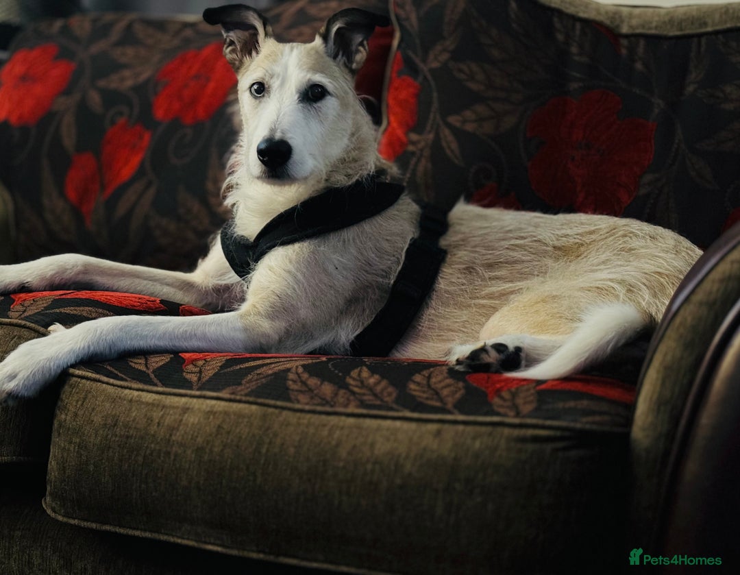Lurcher dogs for sale: 7-8 year old Lurcher, My best friend.  - Advert 6