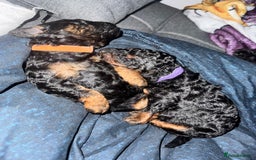 Cockapoo dogs for sale: 3 healthy phantom F1B cockapoo boys for sale  - Image 4