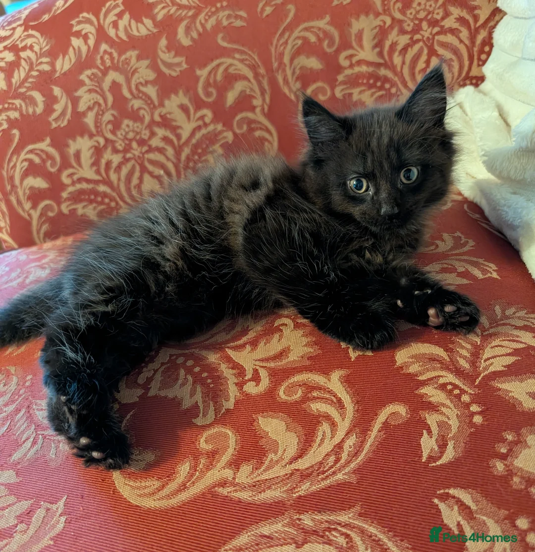 Maine Coon cats for sale: Maine Coon kitten - Advert 4