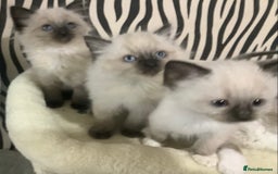 Ragdoll cats for sale: 3 ragdoll girls ready now - Image 5