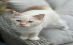 Ragdoll cats for sale: Rarest colour pedigree Ragdoll kittens - Image 18