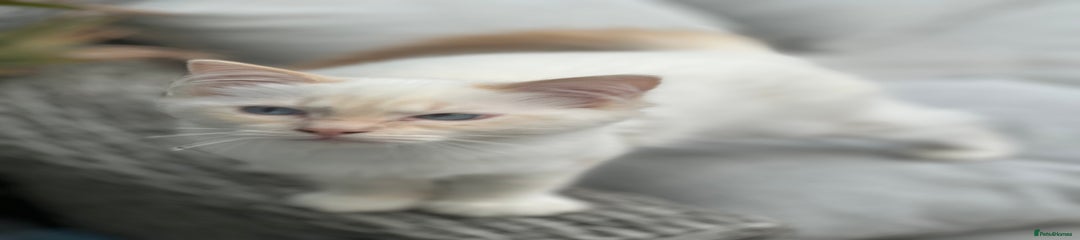 Ragdoll Kitten 13