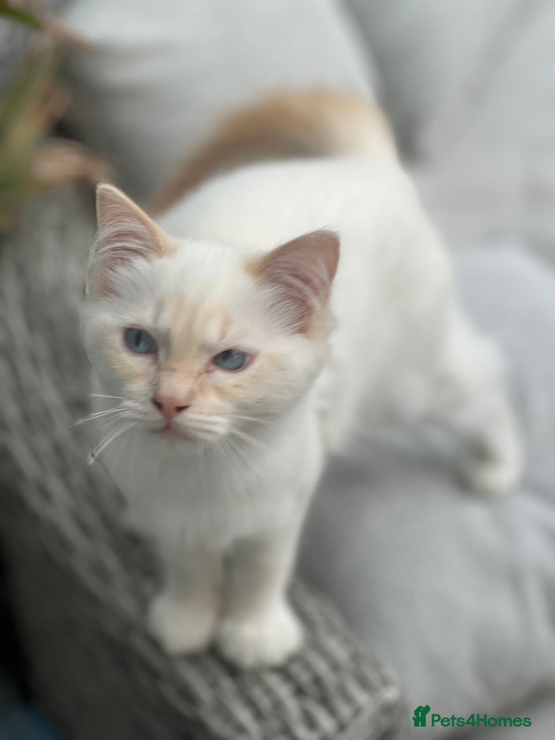 Ragdoll cats for sale: Rarest colour pedigree Ragdoll kittens - Image 18