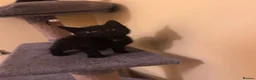 Mixed Breed cats for sale: Black kittens  in Penicuik - Advert 3