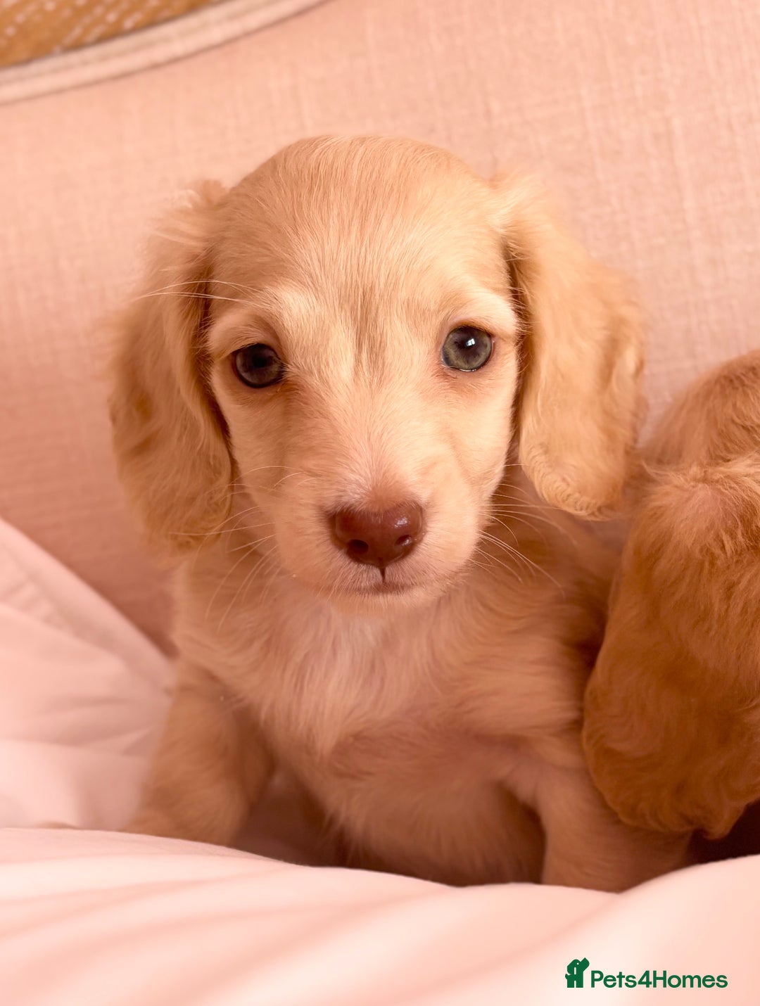Miniature Dachshund dogs for sale: KC 🐶 Miniature Long Haired Cream Dachshund 🐶  - Advert 19