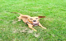 Mixed Breed dogs for sale: Dachshund x Chihuahua - Looking for a New Home - Image 1