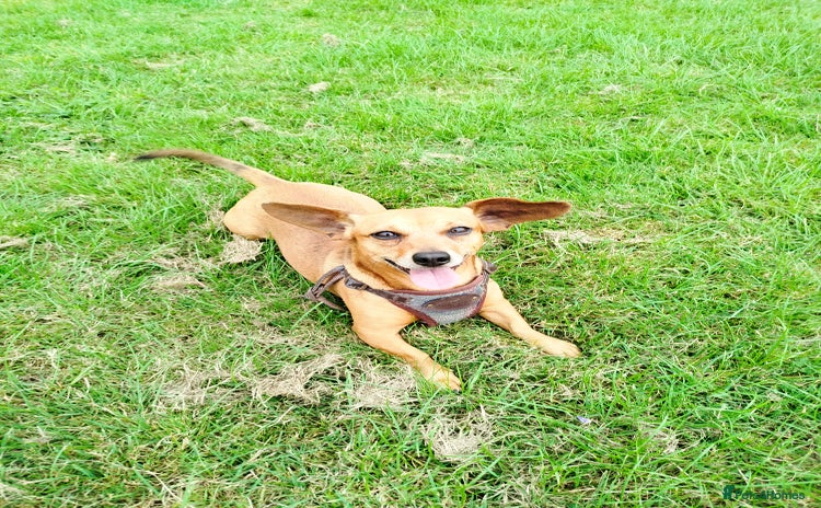 Mixed Breed dogs - Advert 5