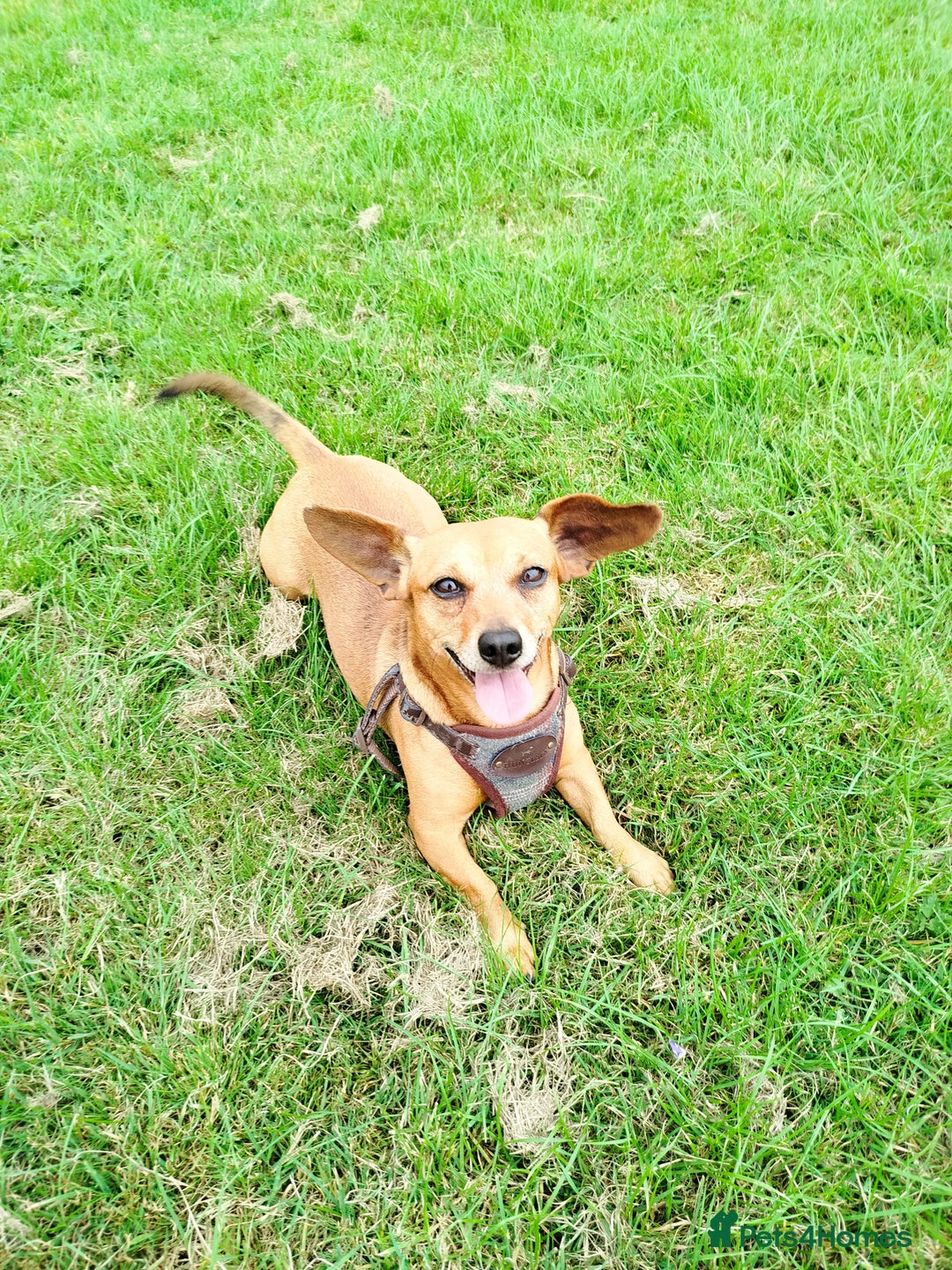 Mixed Breed dogs for sale: Dachshund x Chihuahua - Looking for a New Home - Image 1