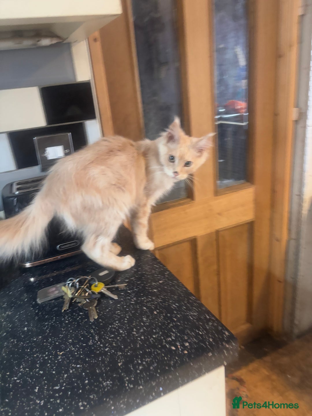 Maine Coon cats for sale: TICA Active Registered Maine Coon Boy available  - Image 4