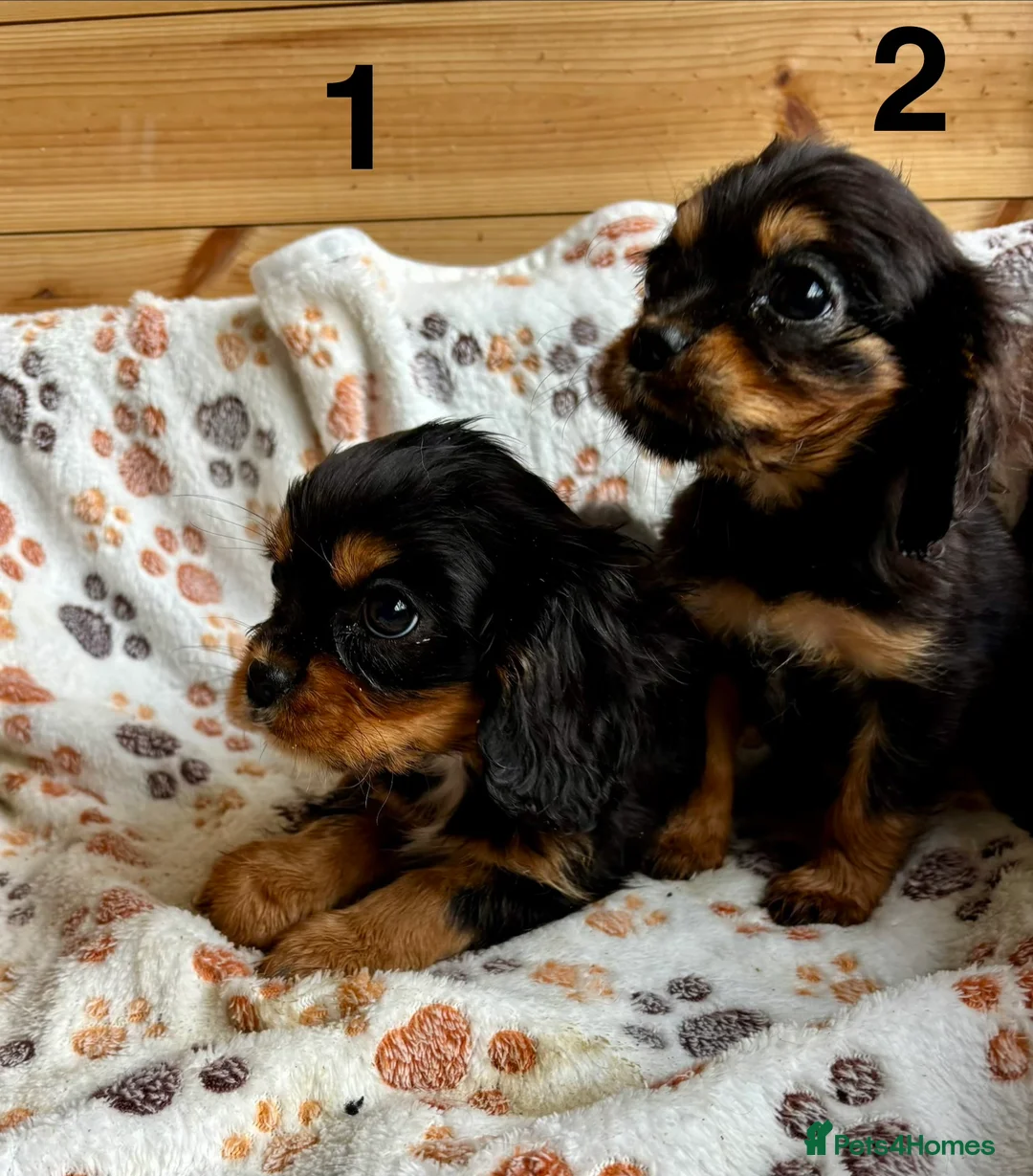 Cavalier King Charles Spaniel dogs for sale: Beautiful puppies looking for forever homes - Advert 7