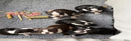 Boston Terrier dogs for sale: Kc Boston Terrier Puppies - Advert 10