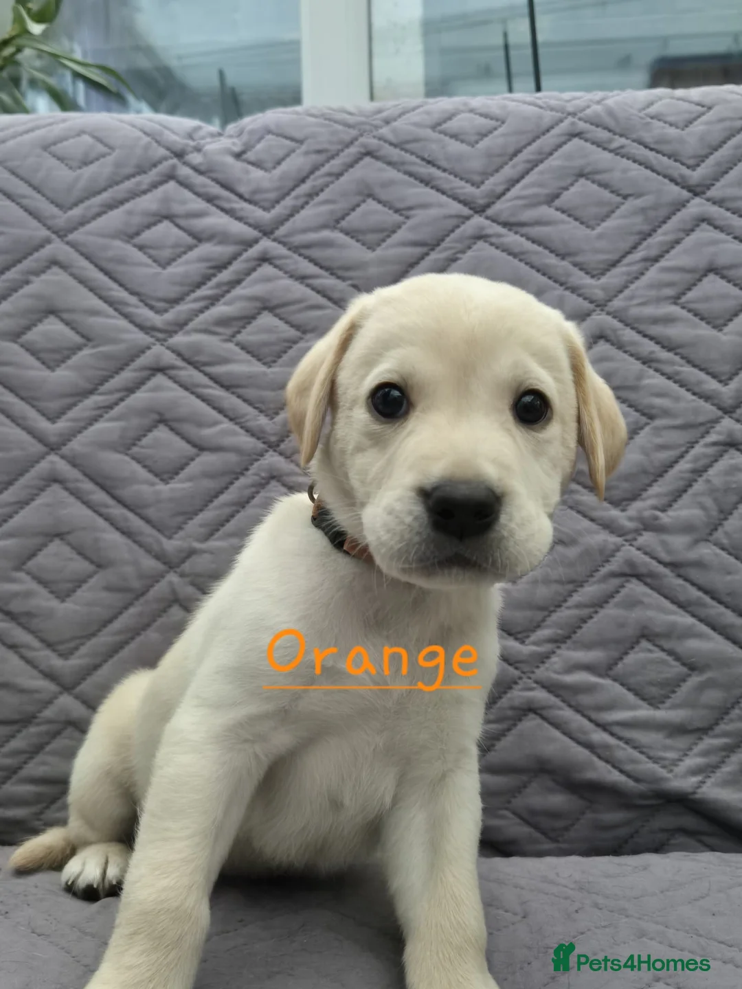 Labrador Retriever dogs for sale: Gorgeous KC registered Labrador puppies  - Advert 2