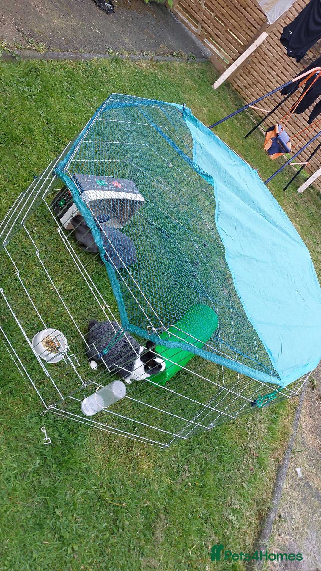 English rabbits for sale: Female and Male 4 Year Old Rabbits With Full Setup - Image 3