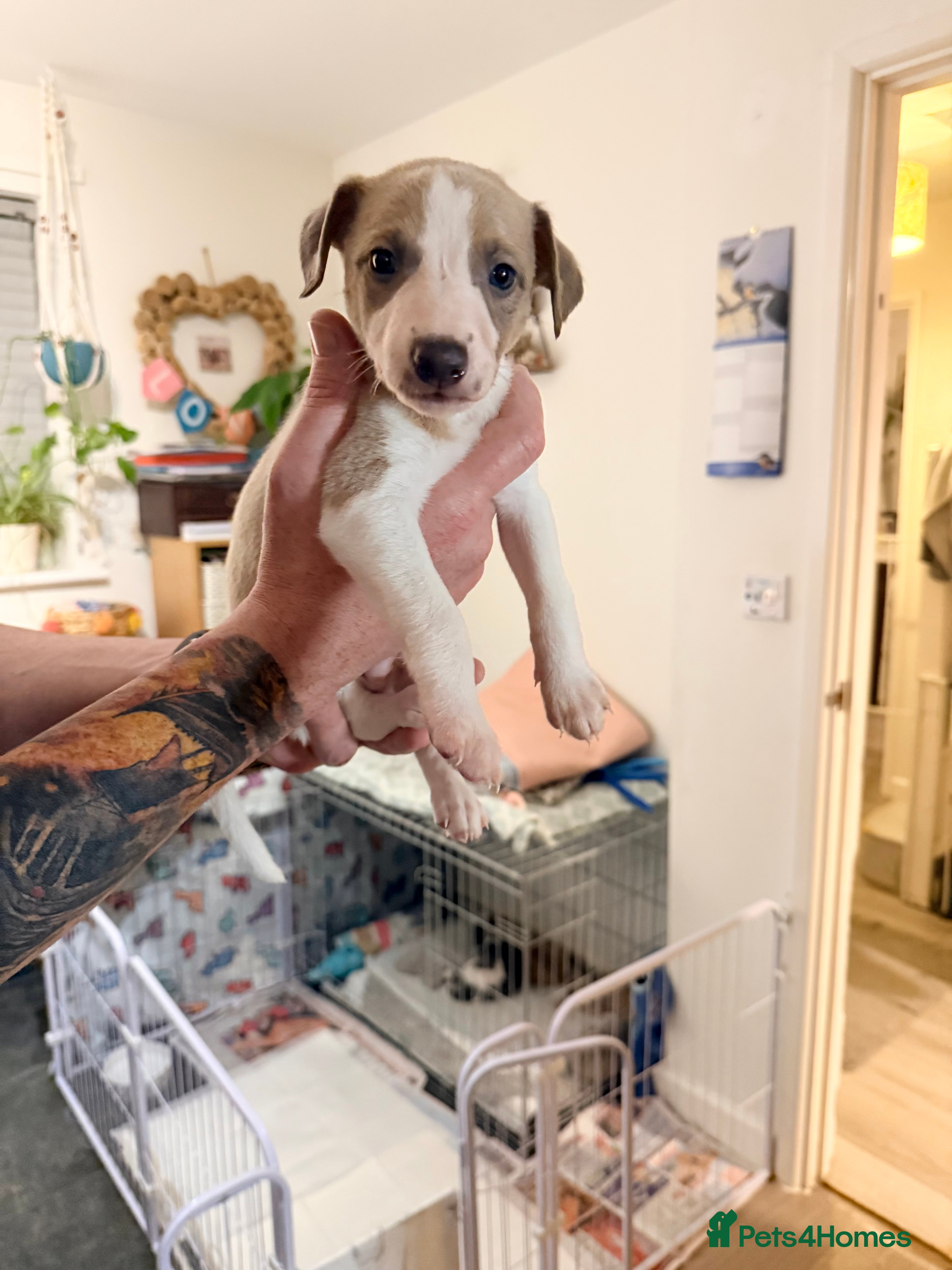 Whippet dogs Beautiful pedigree whippet puppies - Cornwall  - Advert 6