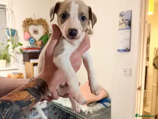 Whippet dogs Beautiful pedigree whippet puppies - Cornwall - Advert 6