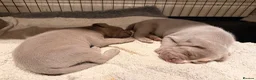 Mixed Breed dogs for sale: Beautiful Bullmaraner Puppies x 5  - Advert 7
