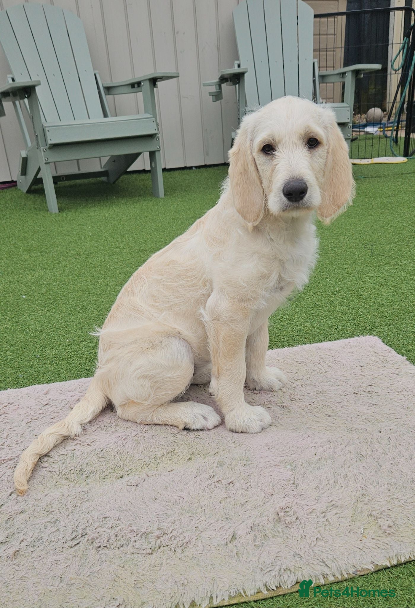 Double Doodle dogs Double Doodle Puppies (Hypoallergenic) - Advert 1