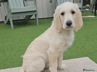 Double Doodle dogs Double Doodle Puppies (Hypoallergenic) - Advert 18