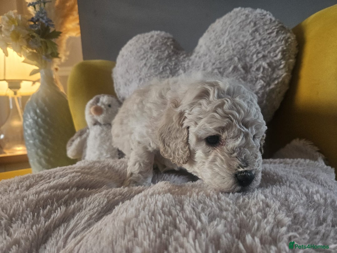 Schnoodle dogs for sale: Schnoodle Puppies - Advert 9