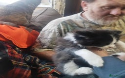 Mixed Breed cats for sale: Selling on behalf of my dad £10 each  - Image 2
