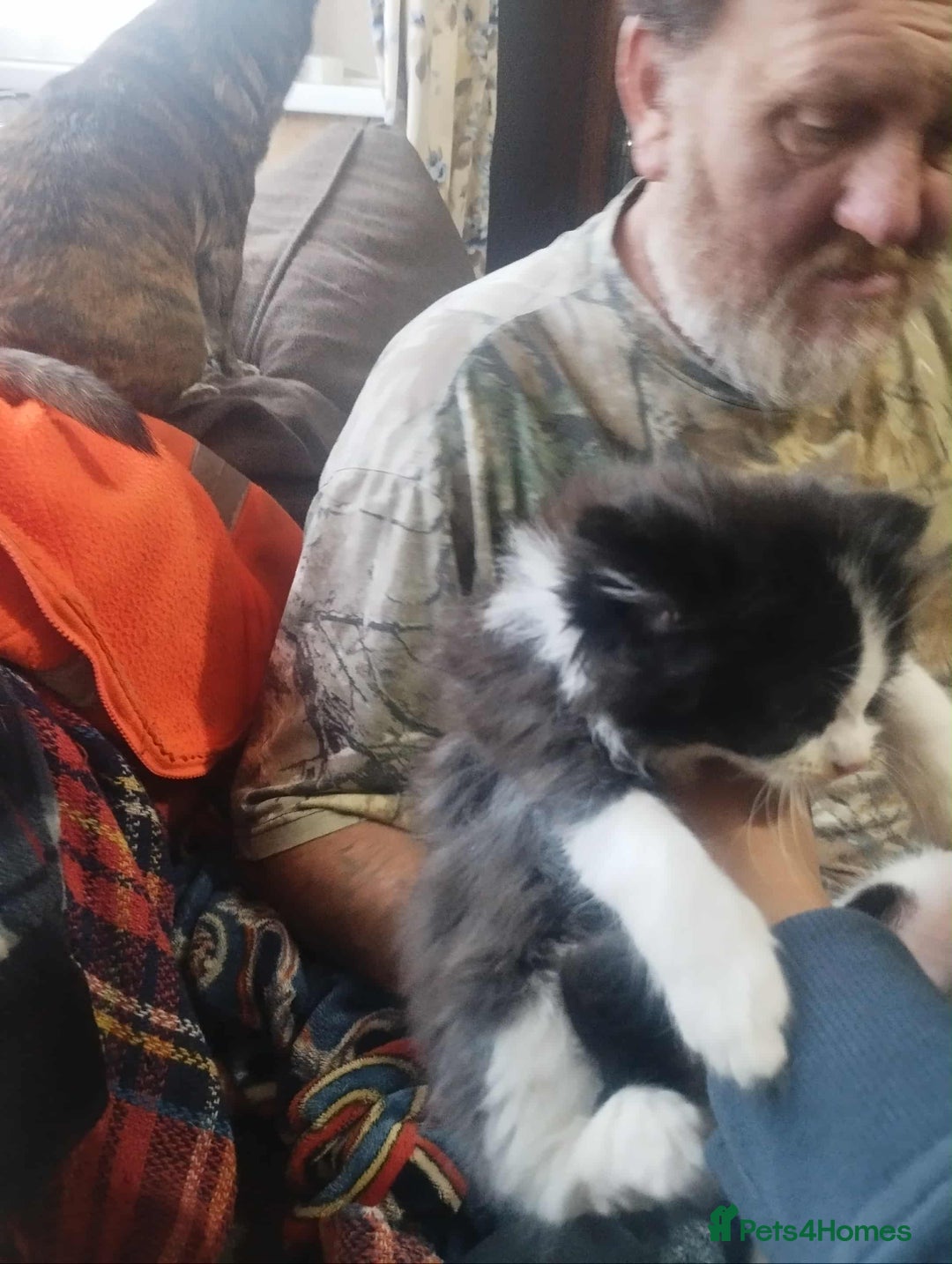 Mixed Breed cats for sale: Selling on behalf of my dad £10 each  - Image 2